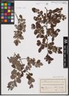 Foto von Salix aurita L. x Salix repens L.